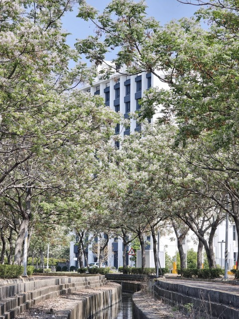 ✨ 春遊彰化｜淡紫苦楝花浪漫盛開 