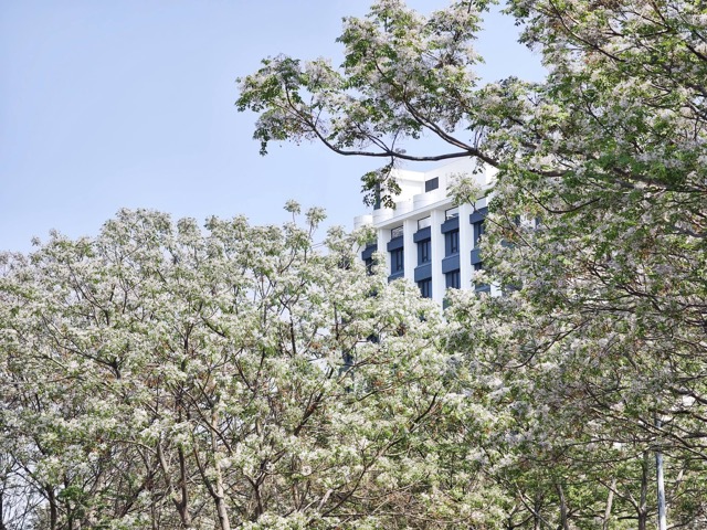 ✨ 春遊彰化｜淡紫苦楝花浪漫盛開 