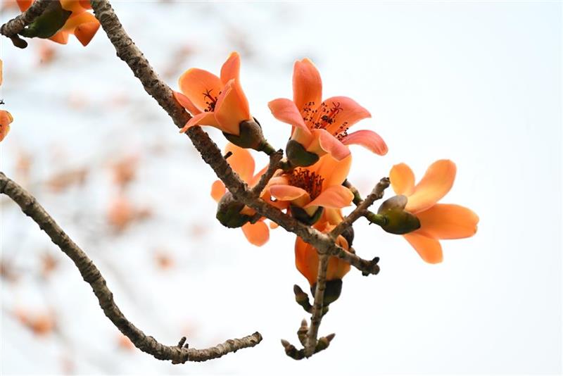 2026二林木棉花親子樂遊季　春日裡火熱綻放