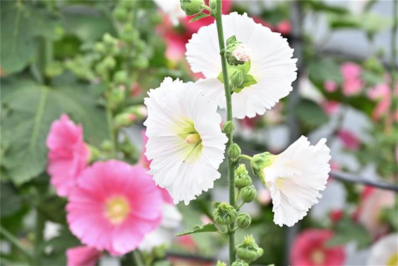 2026員林蜀葵花季盛大開幕 萬株花卉繽紛綻放