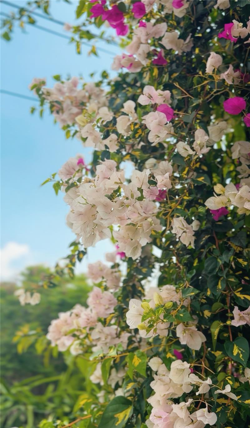 🌸春天就是要被花海包圍啊～👉 田中梅州街九重葛花牆