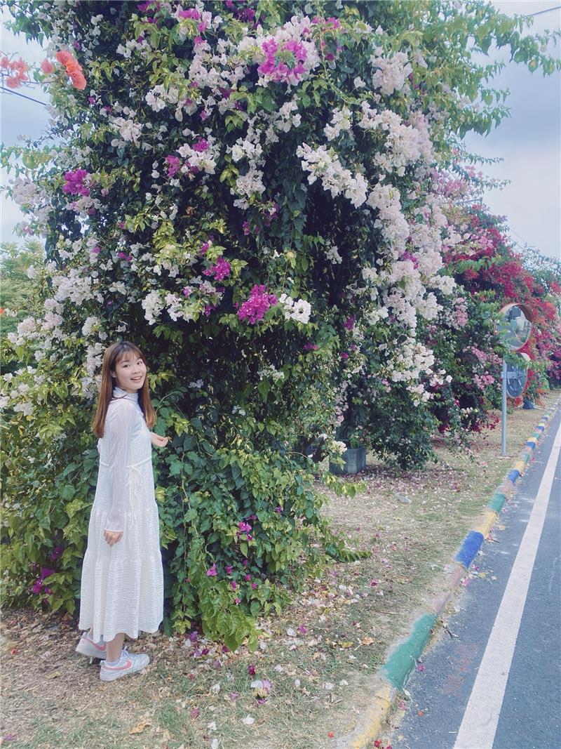 🌸春天就是要被花海包圍啊～👉 田中梅州街九重葛花牆