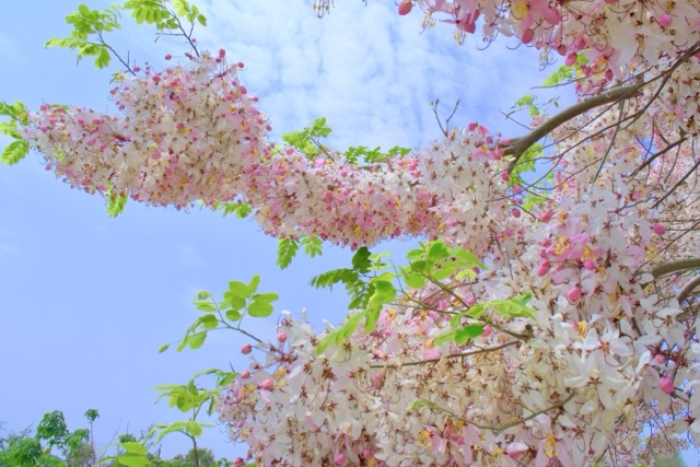 🌸 #花季限定粉紅鐵道｜二水花旗木盛開 🌸