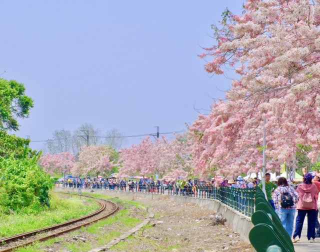 🌸 #花季限定粉紅鐵道｜二水花旗木盛開 🌸