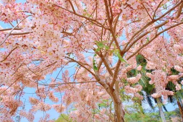 🌸 #花季限定粉紅鐵道｜二水花旗木盛開 🌸
