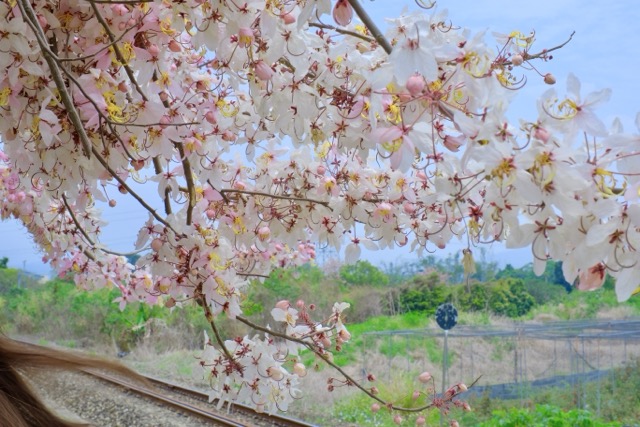 🌸 #花季限定粉紅鐵道｜二水花旗木盛開 🌸