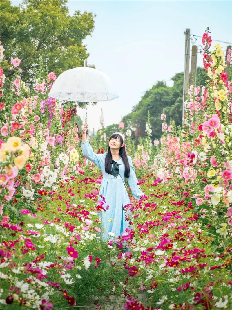 收假前來員林浪漫的賞花小旅行，跟著「花中巨人」去冒險好好療癒一下吧！✨