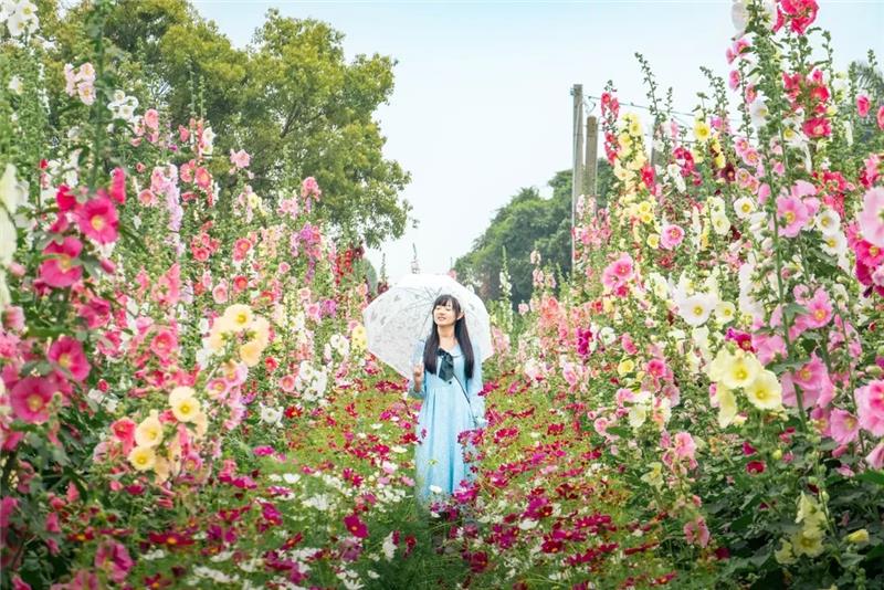 收假前來員林浪漫的賞花小旅行，跟著「花中巨人」去冒險好好療癒一下吧！✨