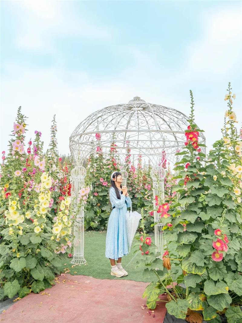 收假前來員林浪漫的賞花小旅行，跟著「花中巨人」去冒險好好療癒一下吧！✨