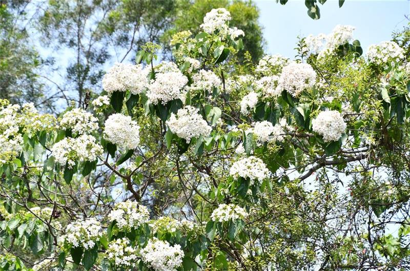 🌸 2026桐花祭～美好彰化 幸福桐遊