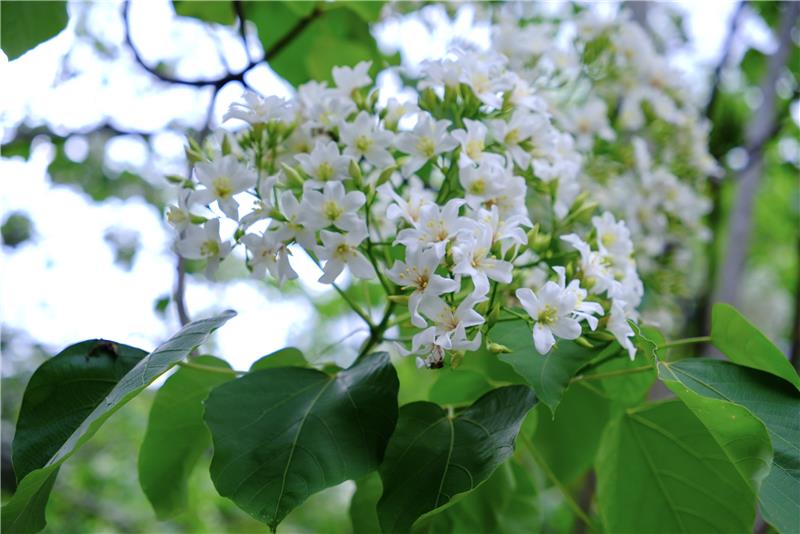 【賞花情報】 2026油桐花季，你出發了嗎？