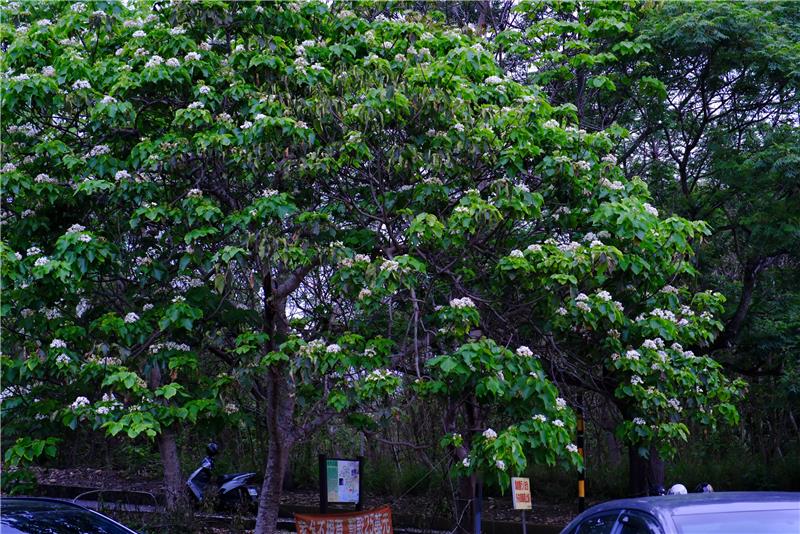 【賞花情報】 2026油桐花季，你出發了嗎？