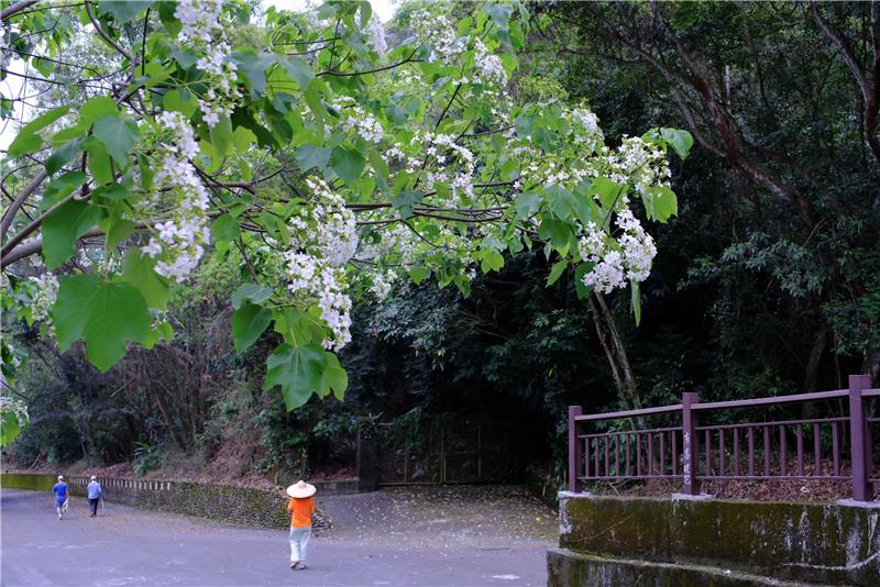 【賞花情報】 2026油桐花季，你出發了嗎？