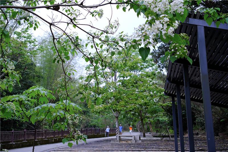 【賞花情報】 2026油桐花季，你出發了嗎？