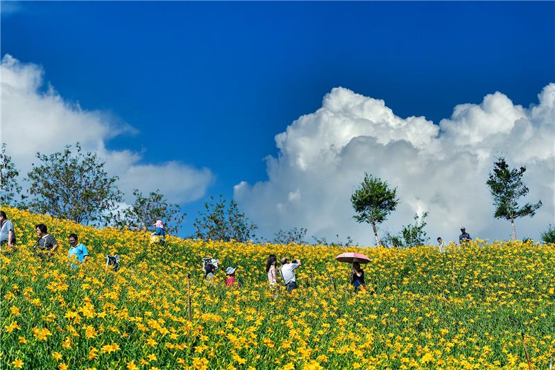 漫步初夏的金黃花海，遇見虎山巖最美五月天