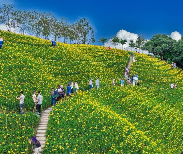 漫步初夏的金黃花海，遇見虎山巖最美五月天