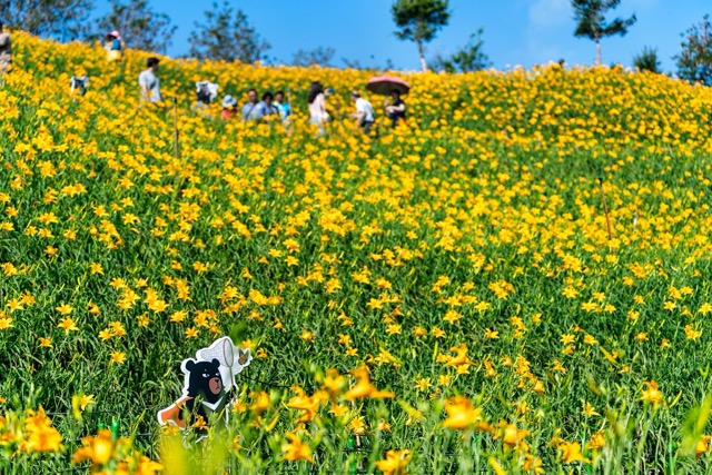 漫步初夏的金黃花海，遇見虎山巖最美五月天
