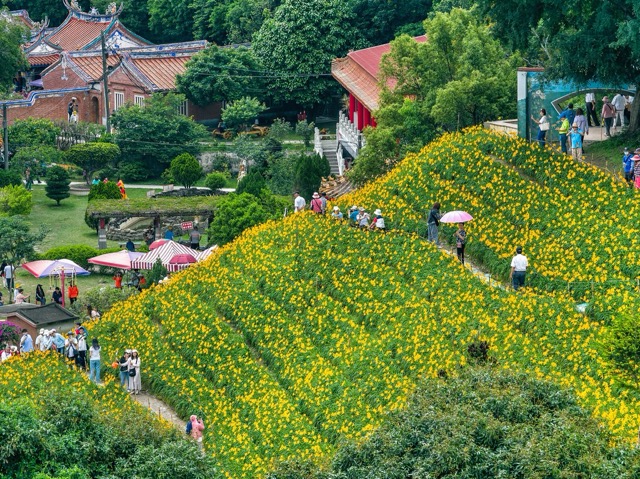 漫步初夏的金黃花海，遇見虎山巖最美五月天