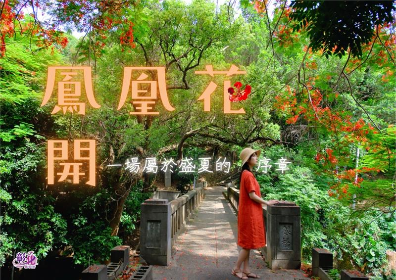
                                                        🌺【鳳凰花開＿盛夏的初章】🌺
