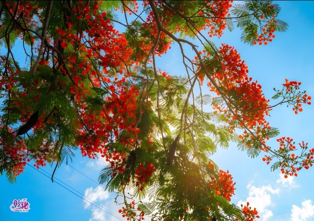 🌺【鳳凰花開＿盛夏的初章】🌺