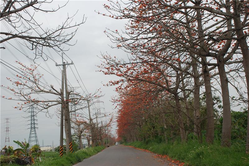 春の彰化でお花見－東螺渓に咲き誇る木綿とセンダン