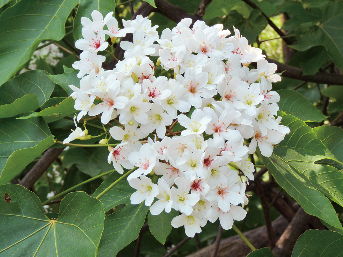 美しい 挑水古道でアブラギリの花を楽しむ-8