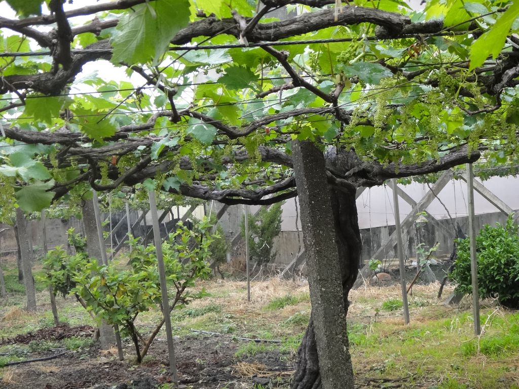 過溝村の葡萄王老木