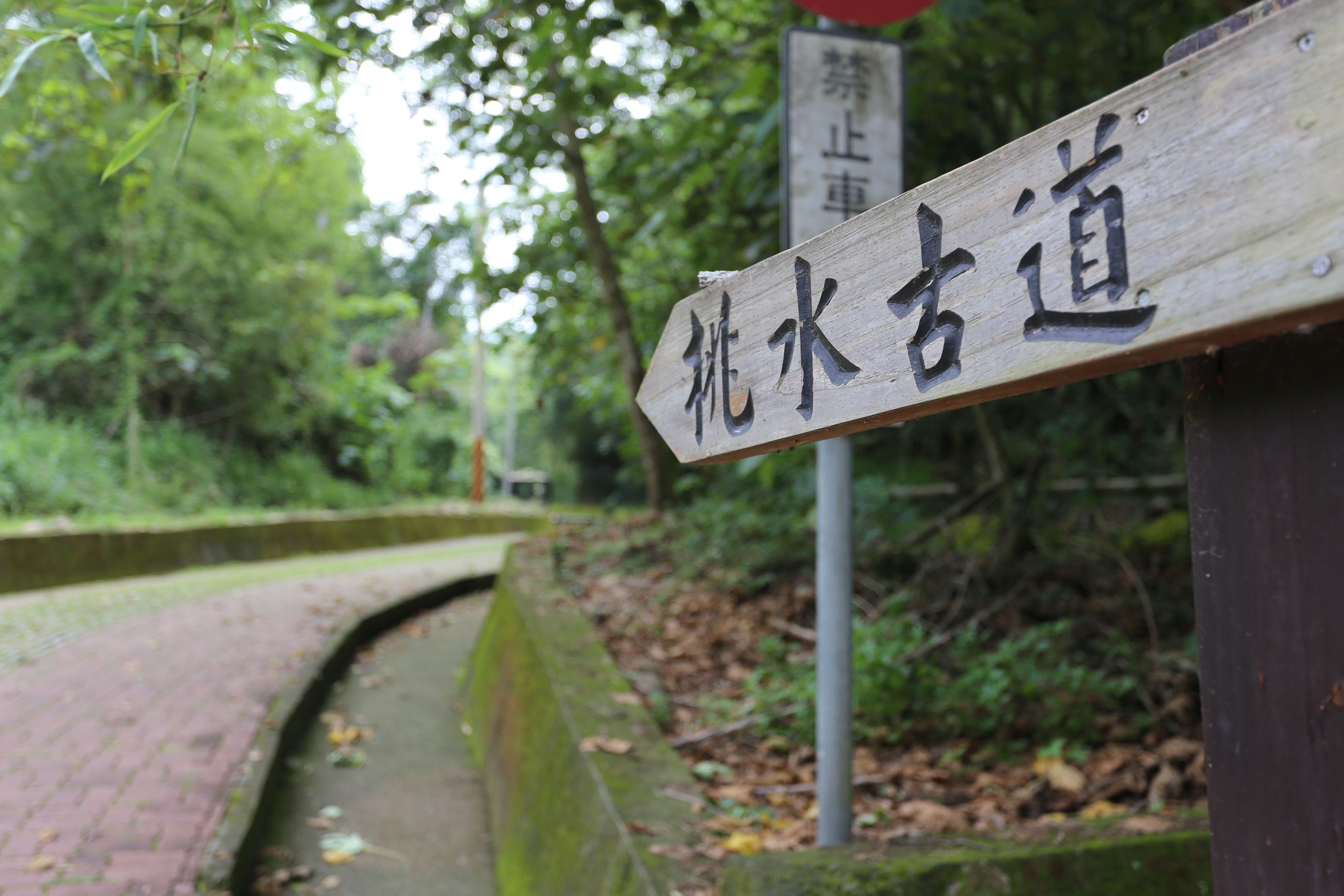 美しい 挑水古道でアブラギリの花を楽しむ-9