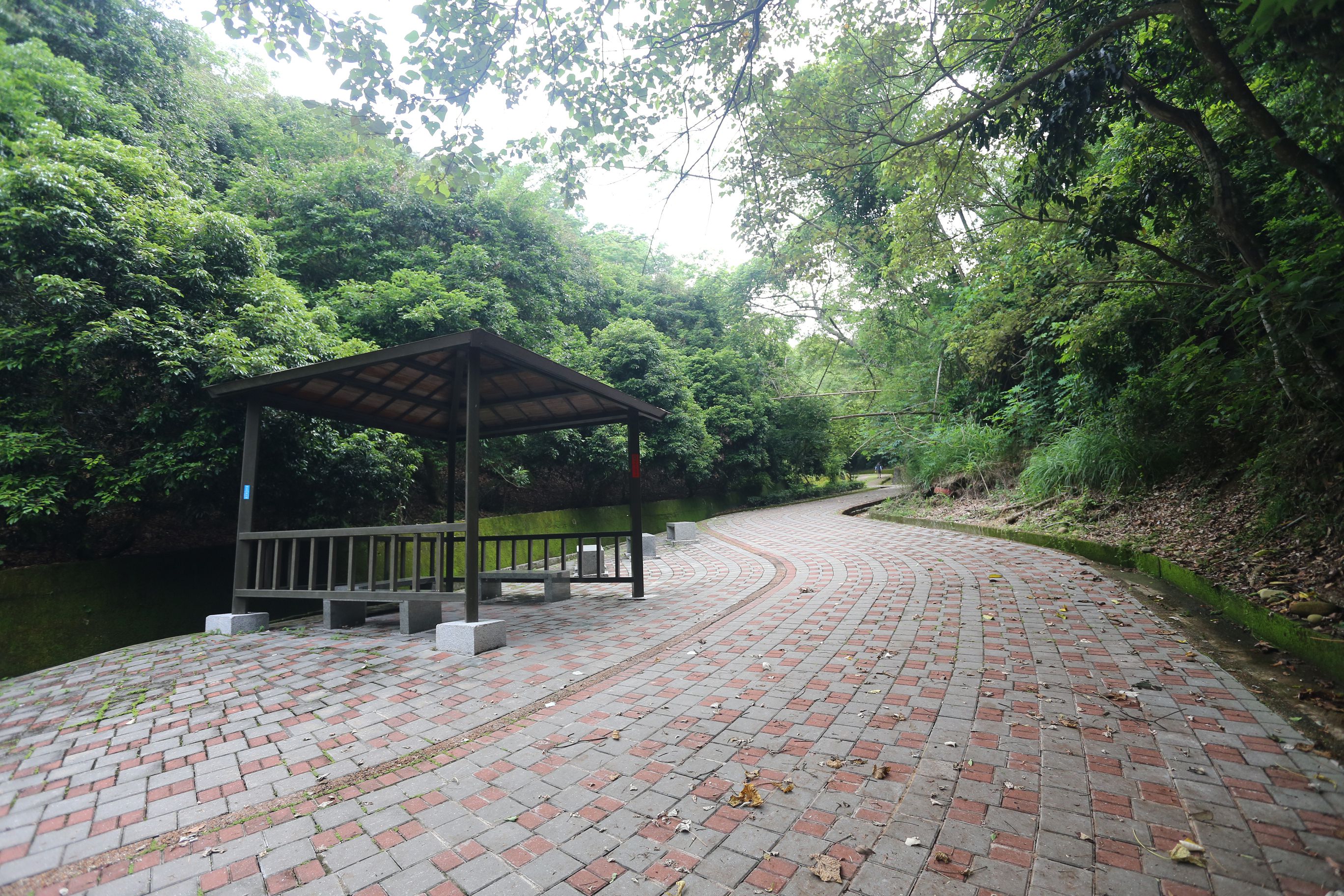 素晴らしい 挑水古道でアブラギリの花を楽しむ-2