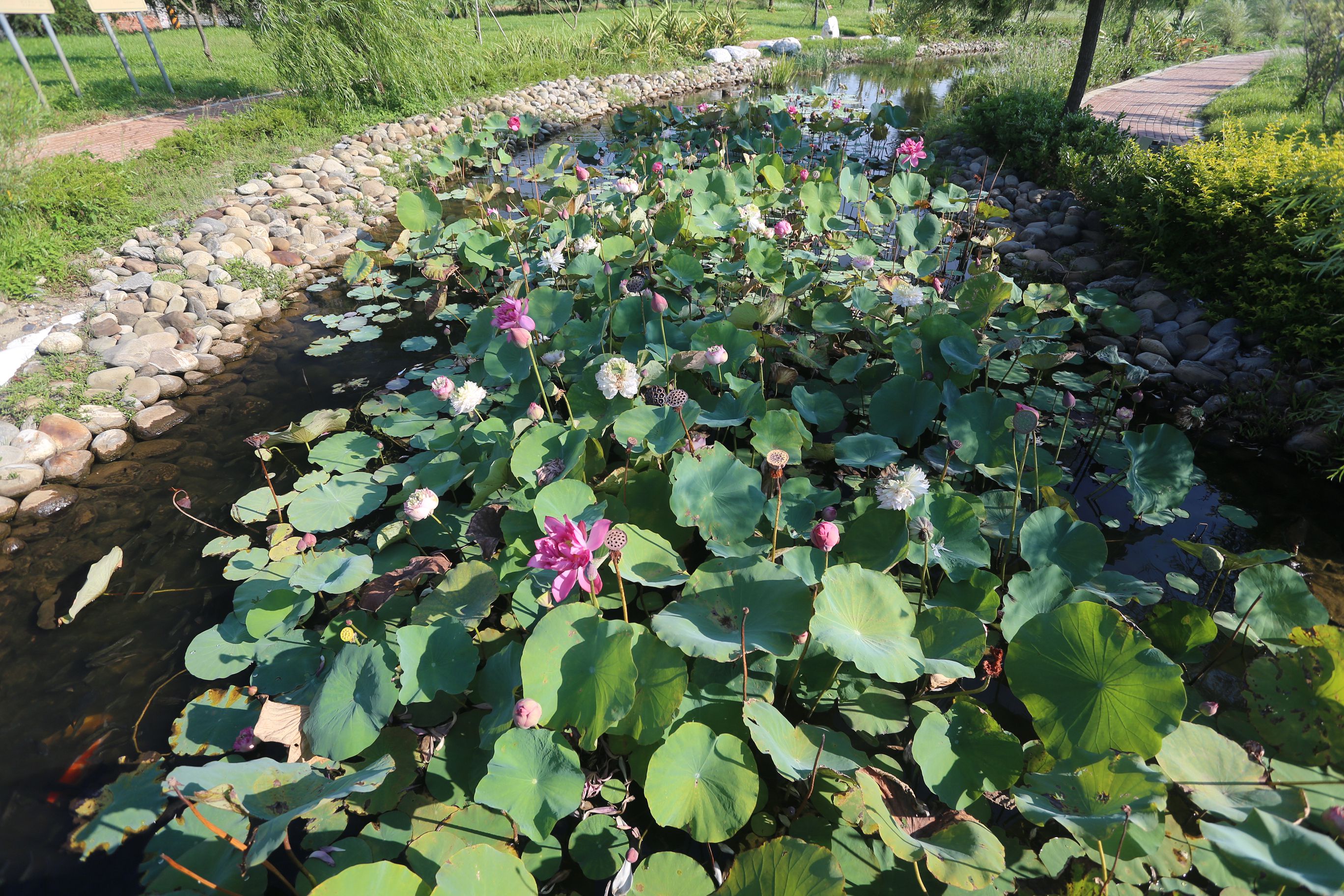 魅力いっぱい 龍騰公園-3