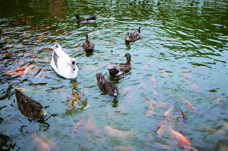 絵画的な綺麗 楊橋公園/護安宮-2