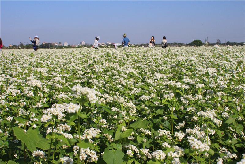 茉莉花壇夢想館