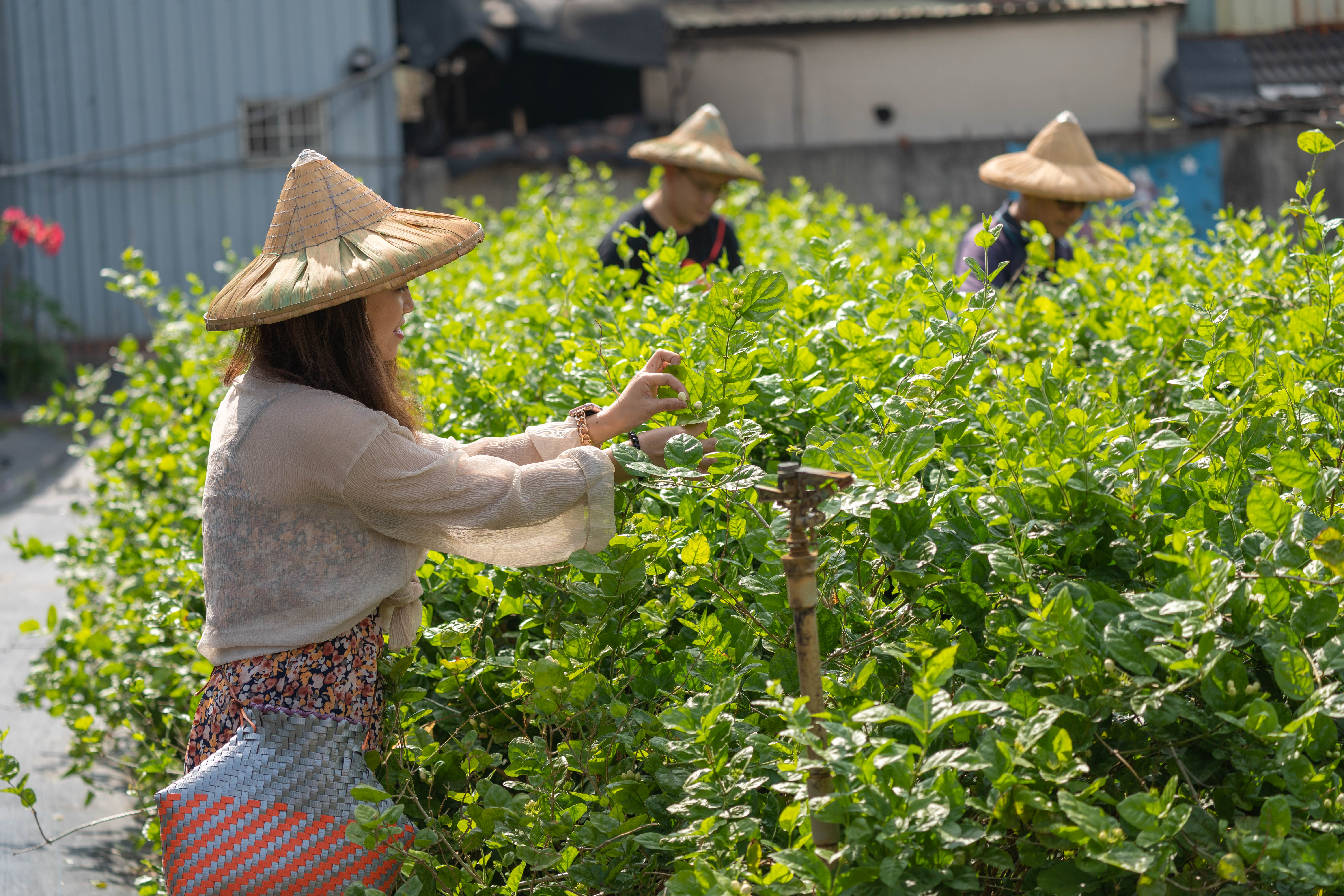 茉莉花壇夢想館