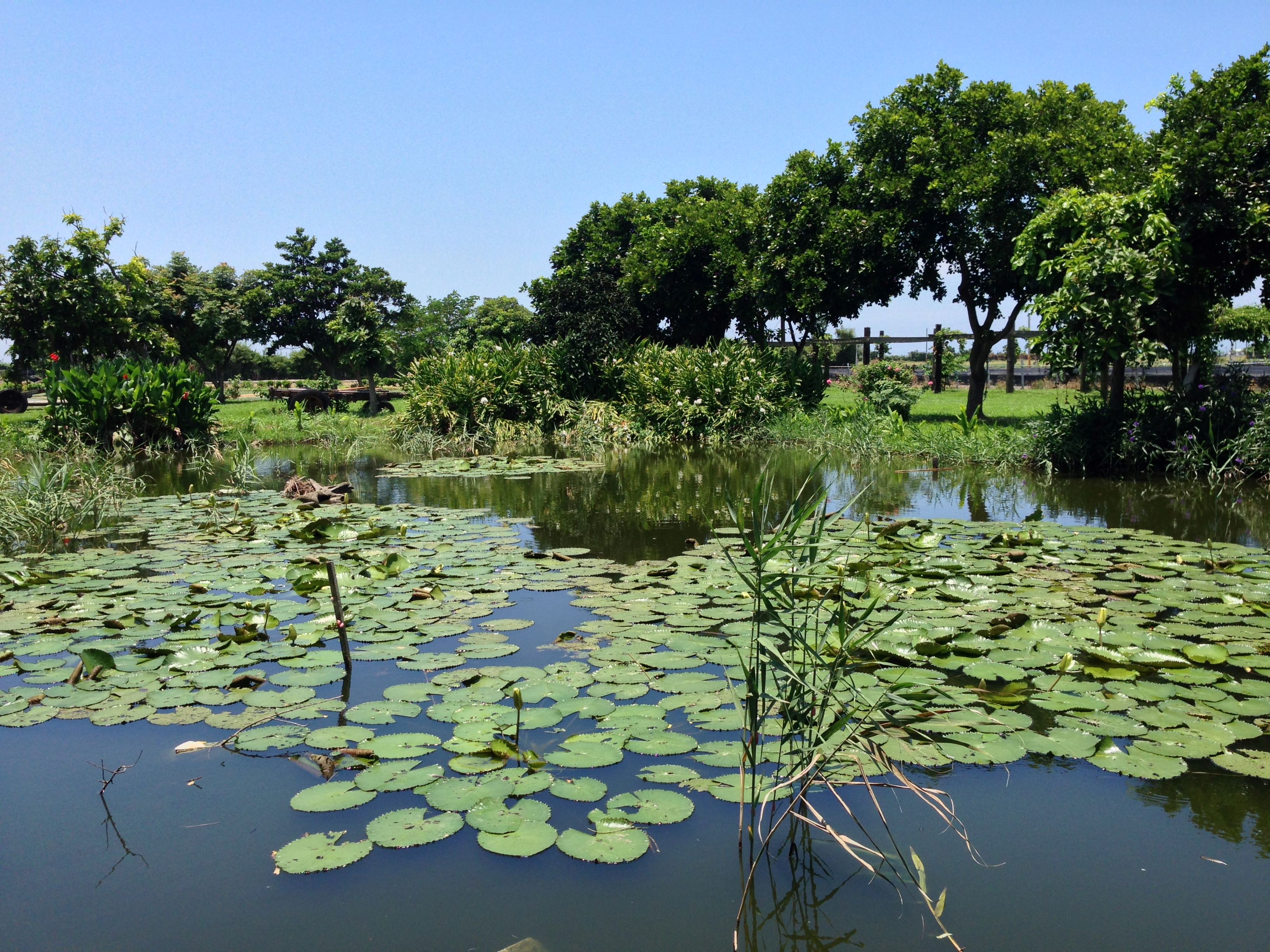 東螺渓観光農園