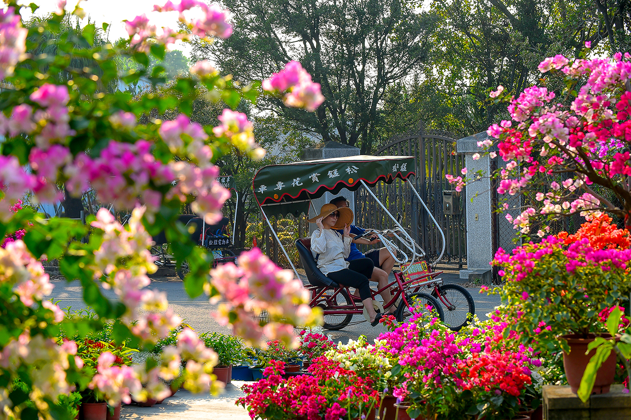 イカダカズラの花海