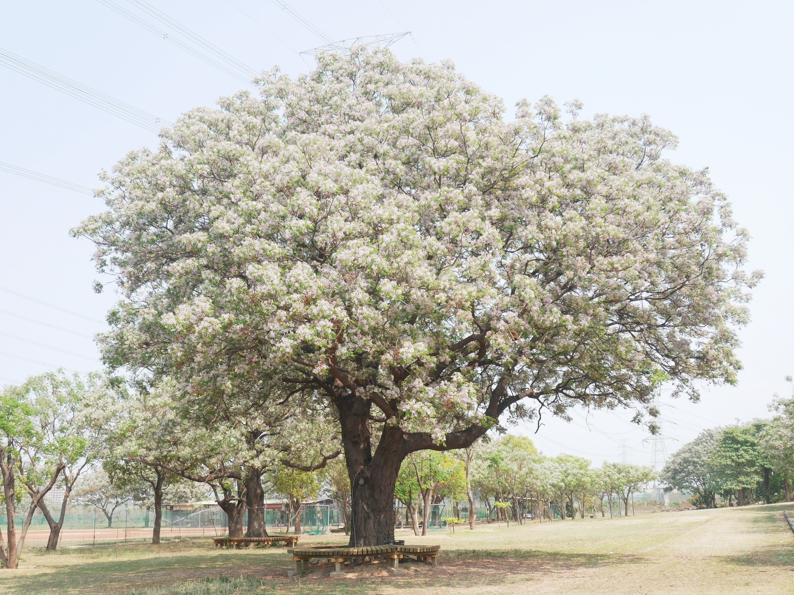 彰化センダンの花の開花シーズン