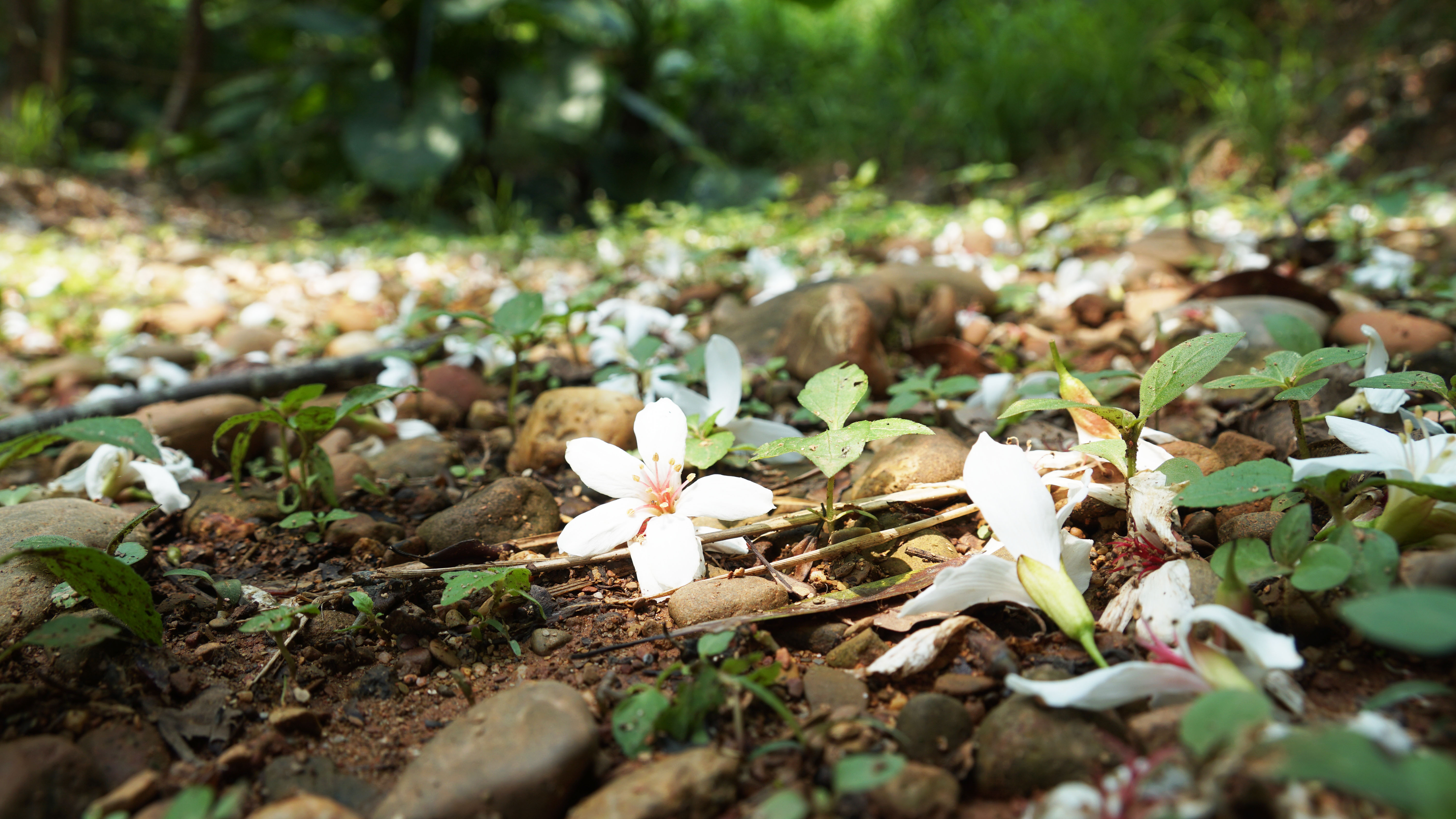 彰化アブラギリの花の開花シーズン