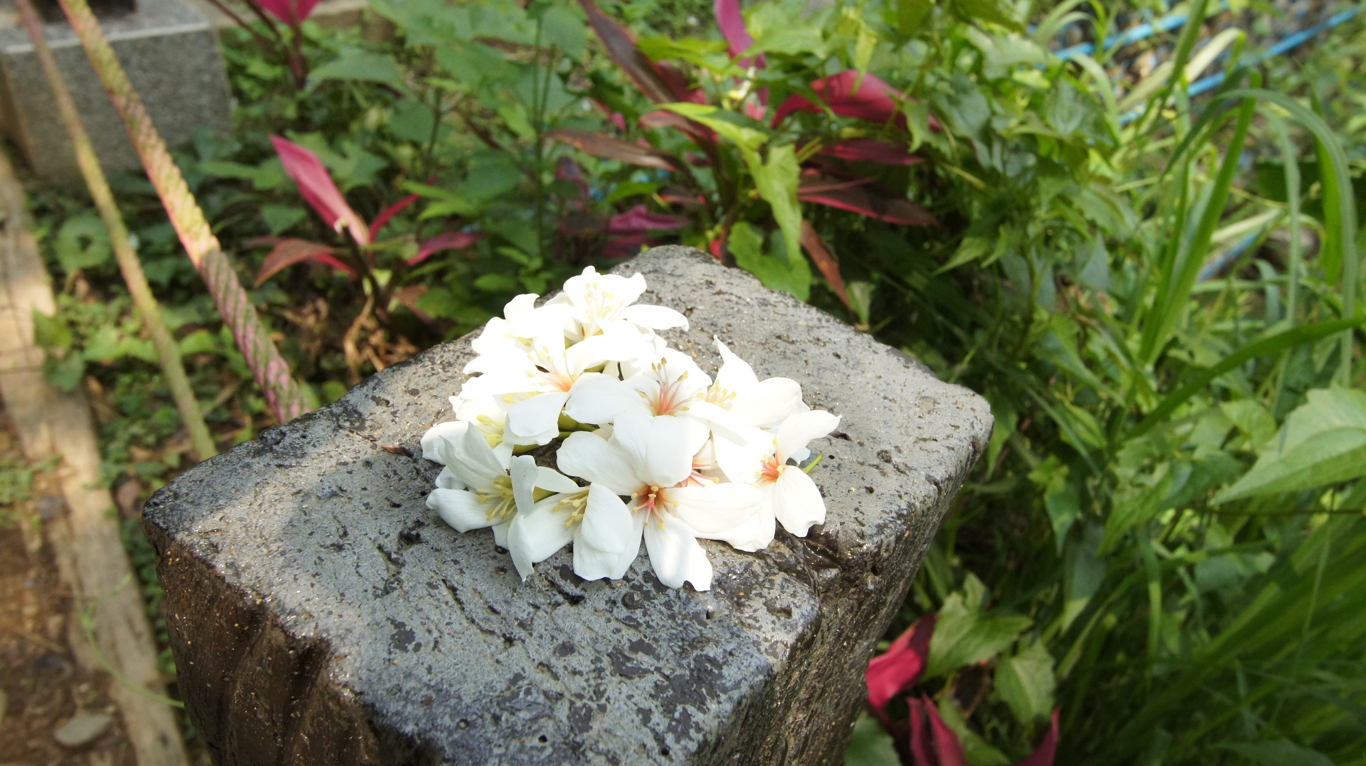 彰化アブラギリの花の開花シーズン