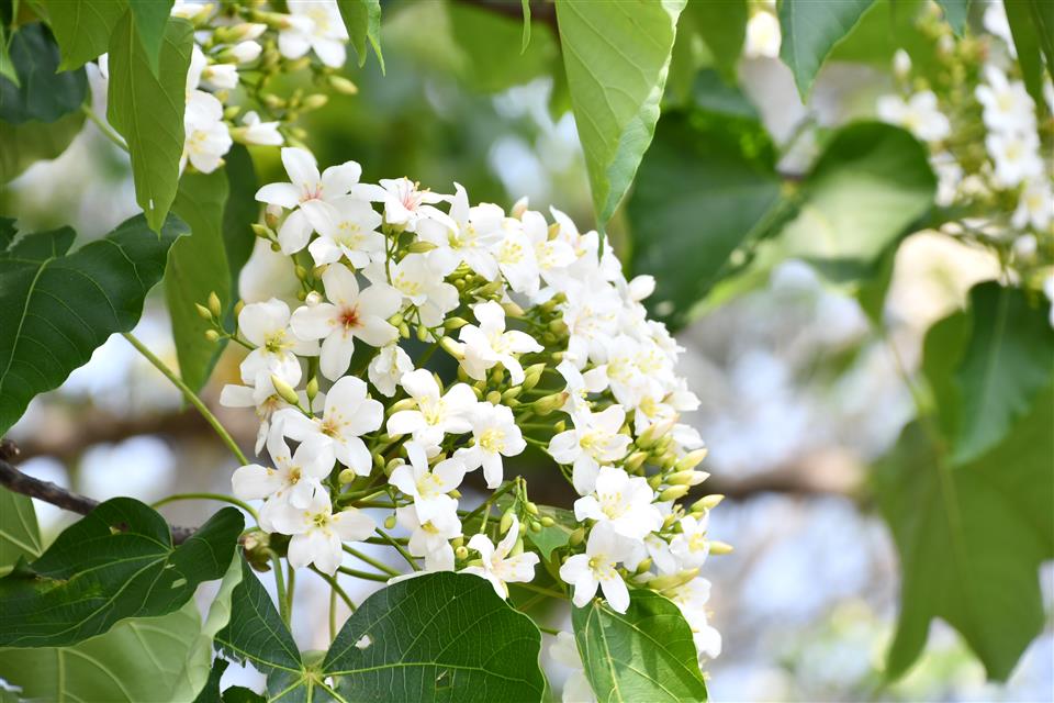 彰化アブラギリの花の開花シーズン