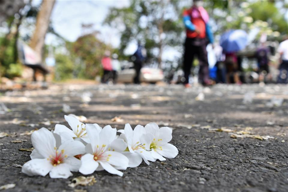 彰化アブラギリの花の開花シーズン