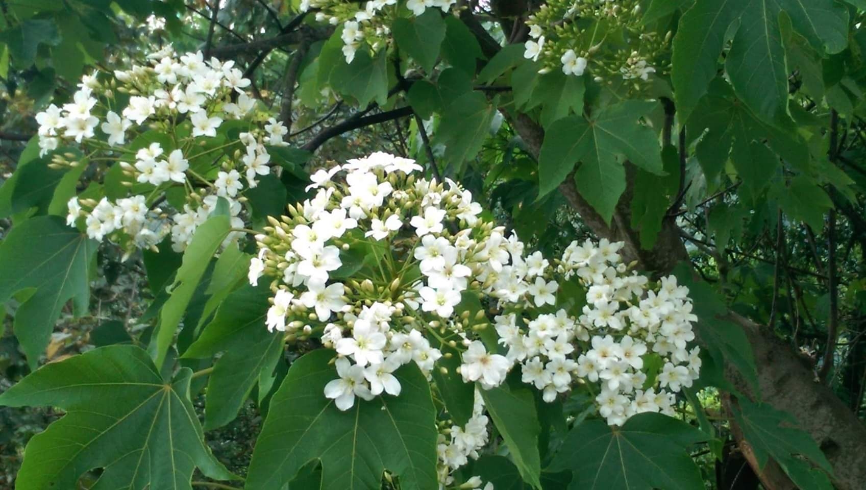 彰化アブラギリの花の開花シーズン