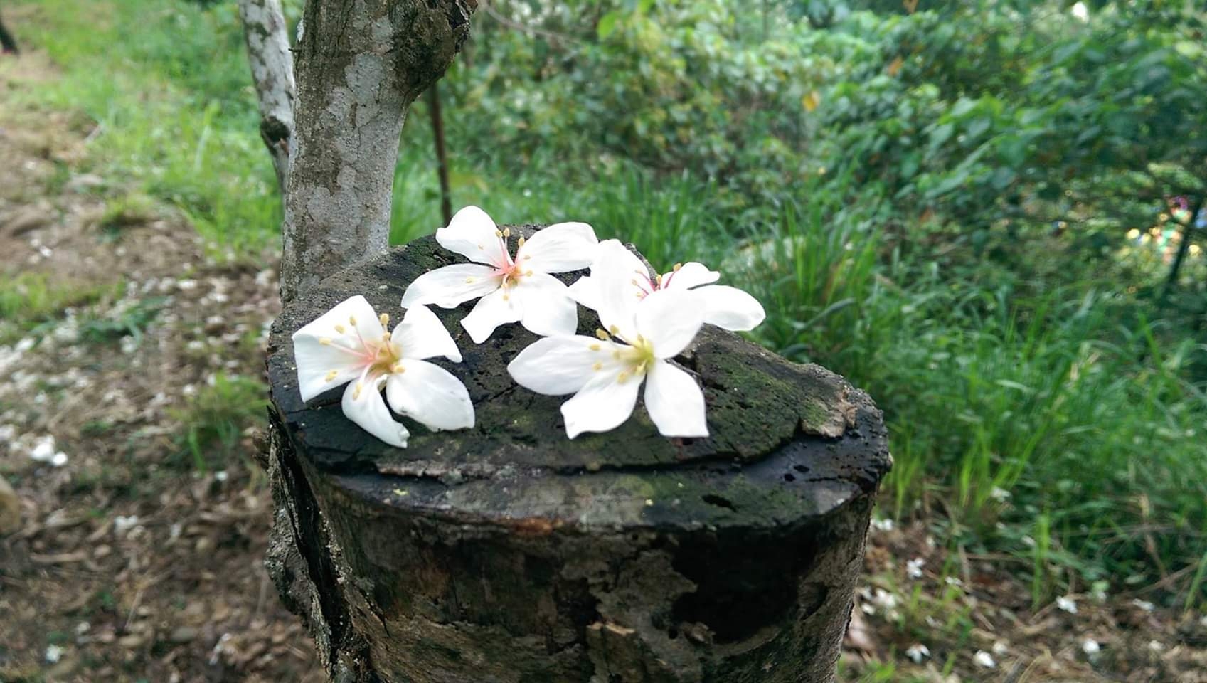 彰化アブラギリの花の開花シーズン