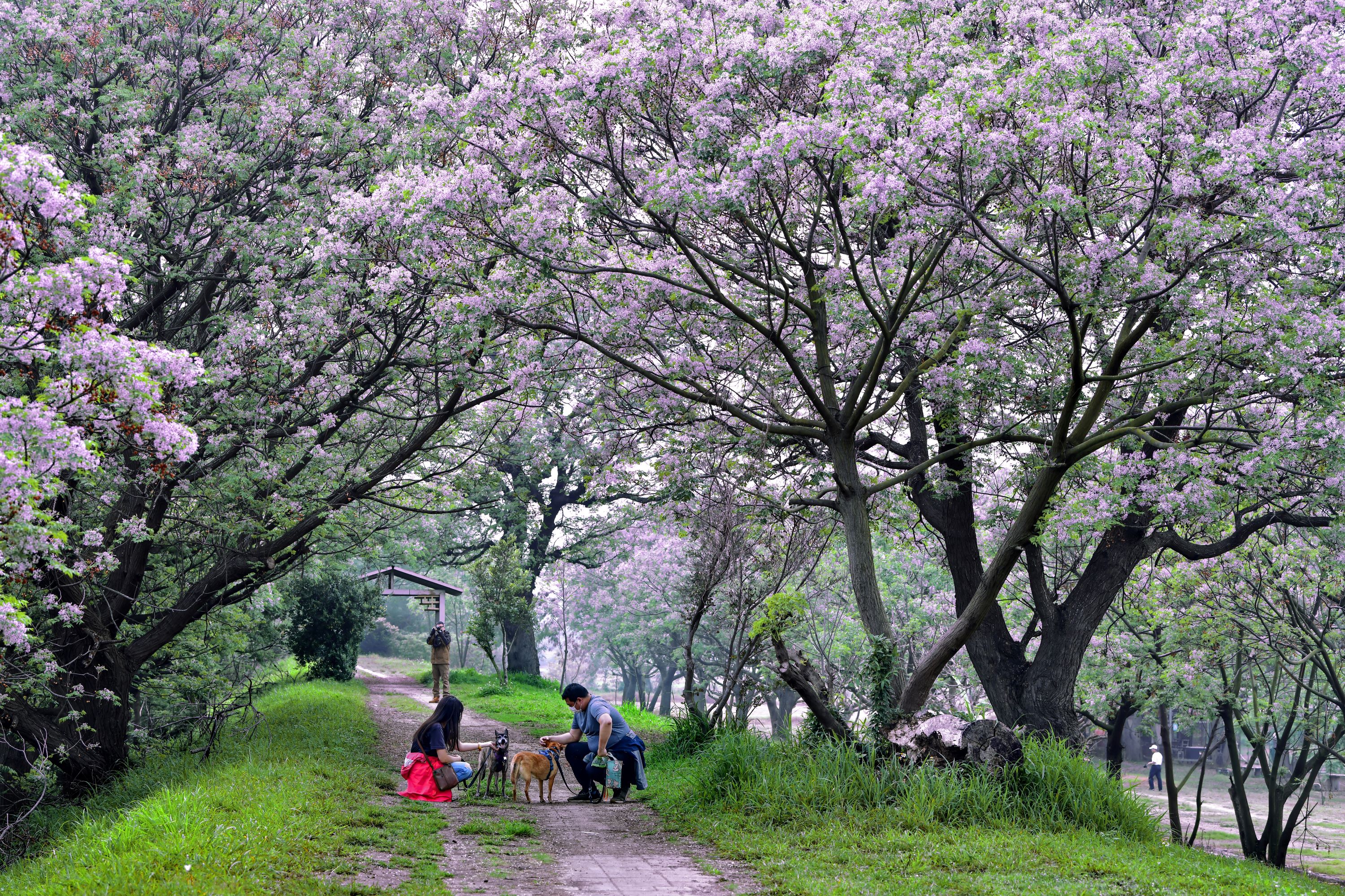 彰化センダンの花の開花シーズン(謝瑞家/拍攝)