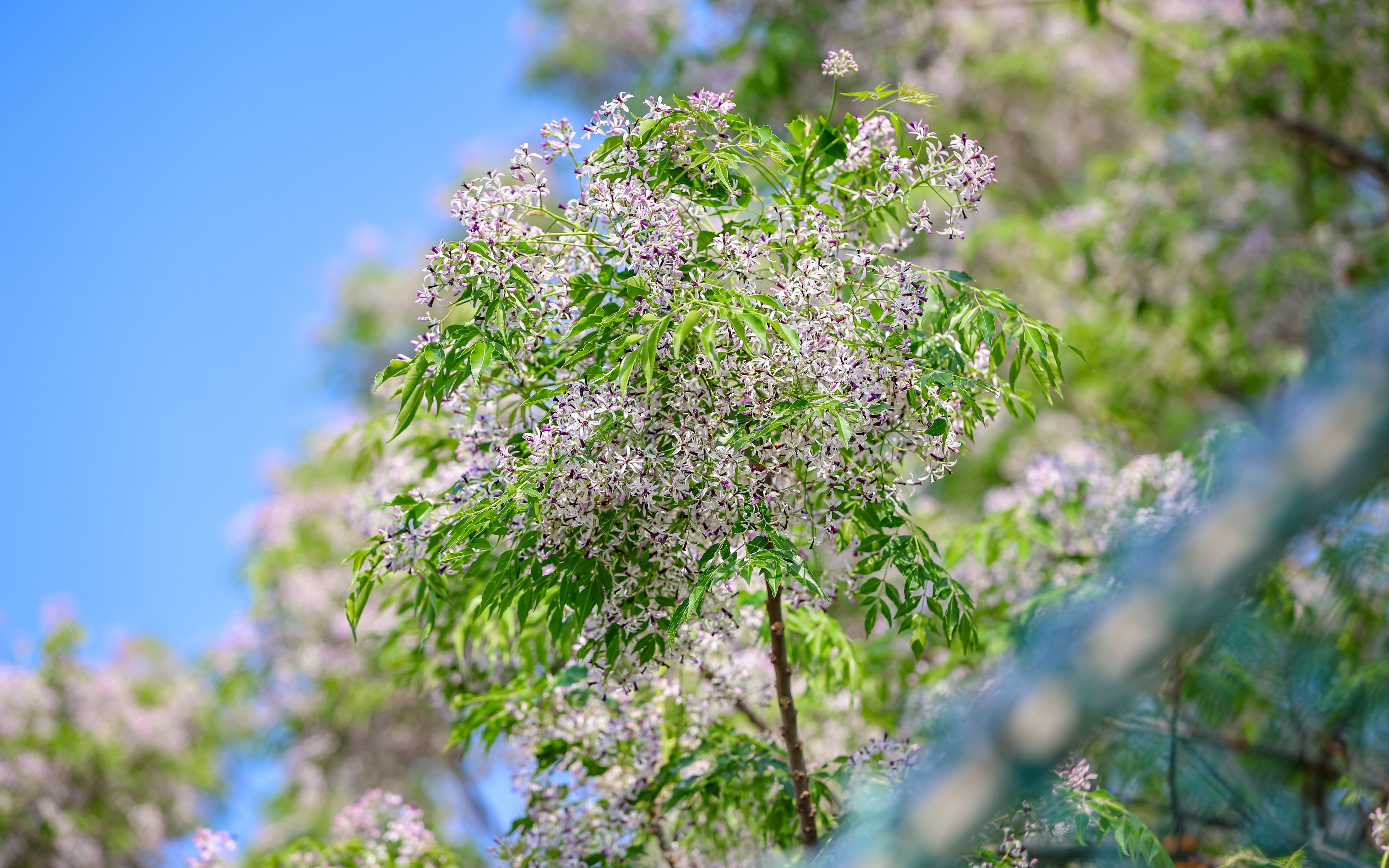 彰化センダンの花の開花シーズン