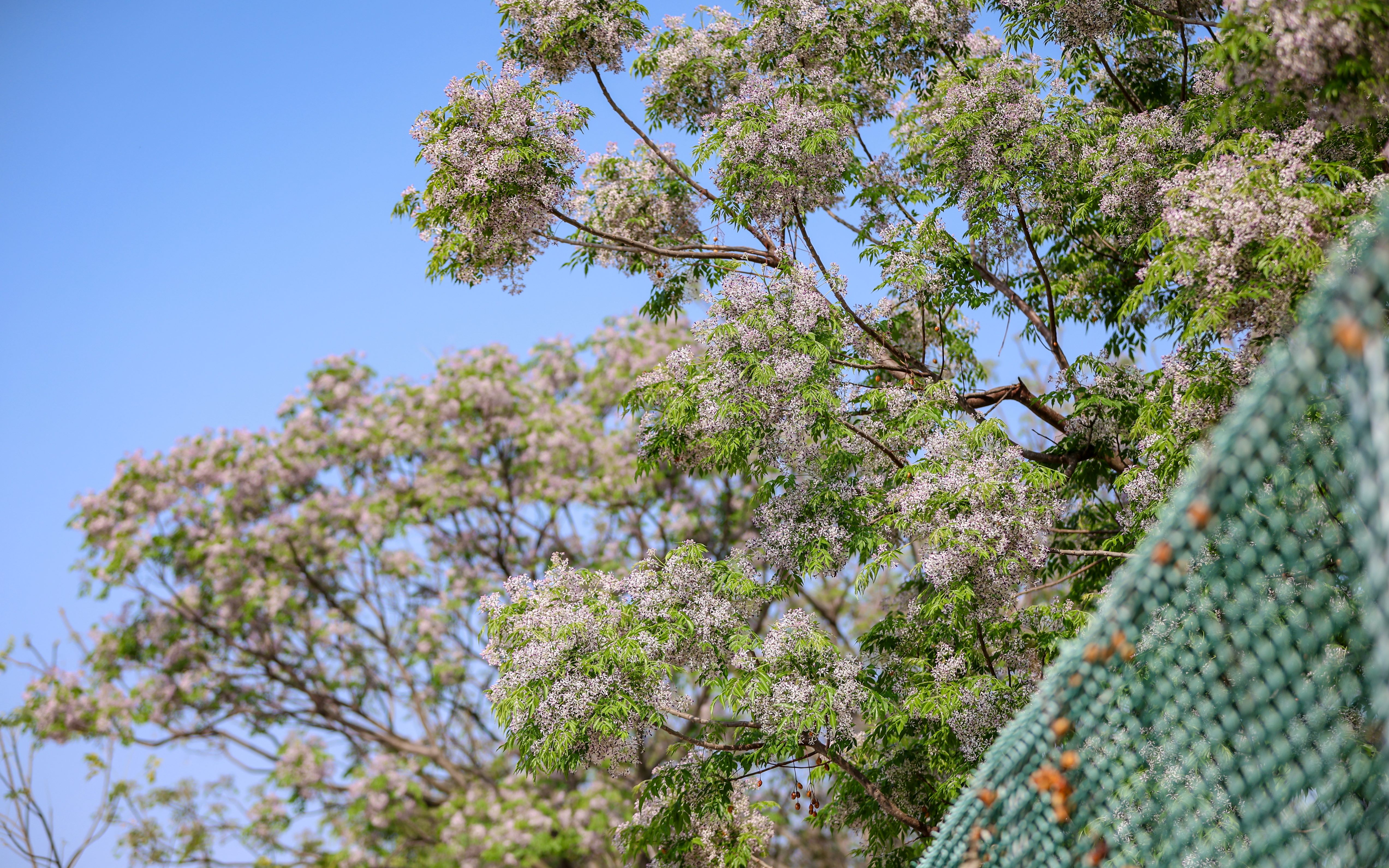 彰化センダンの花の開花シーズン