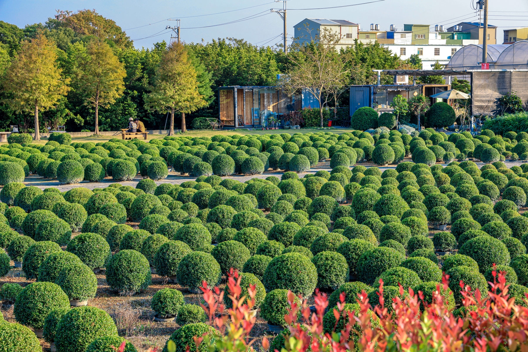 田尾公路花園