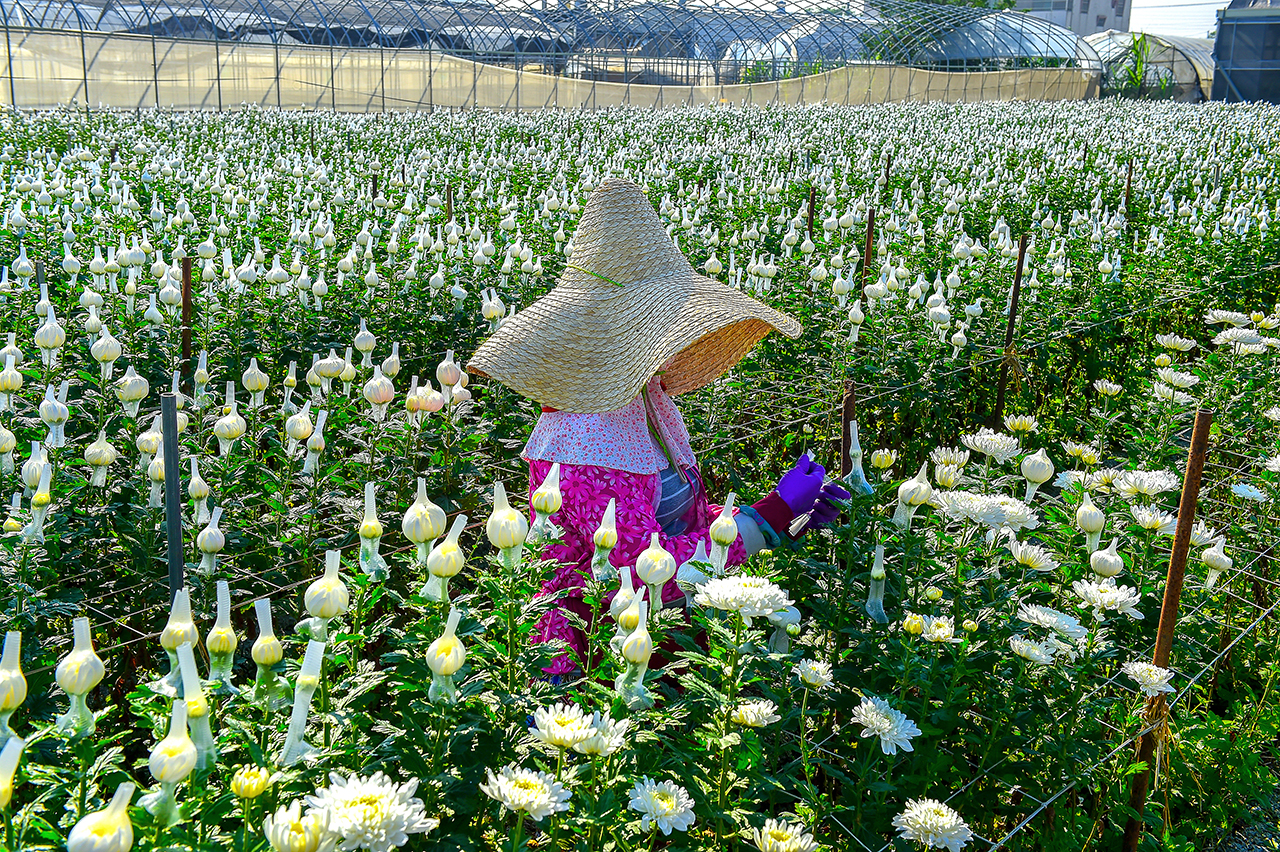 田尾公路花園