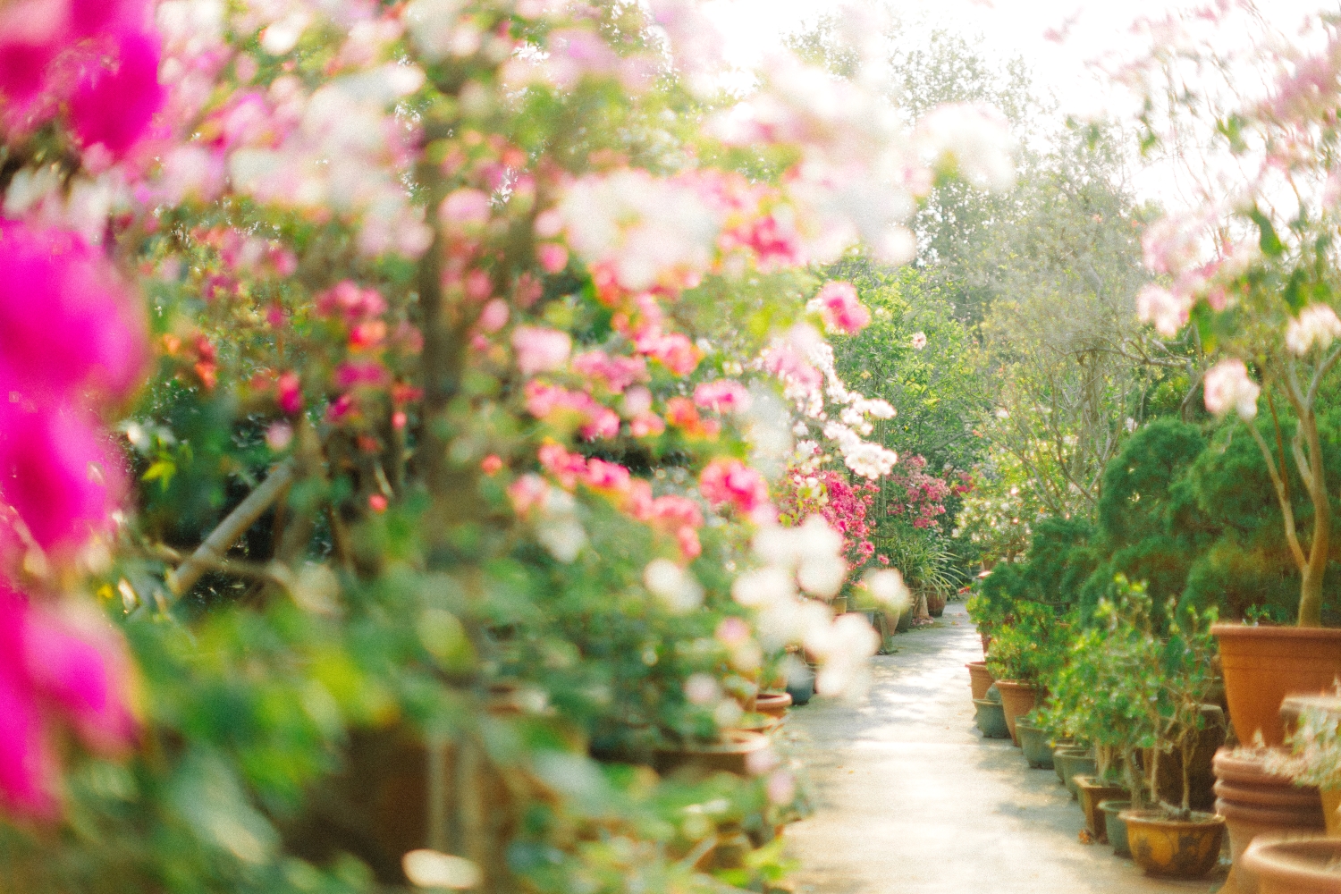 田尾公路花園