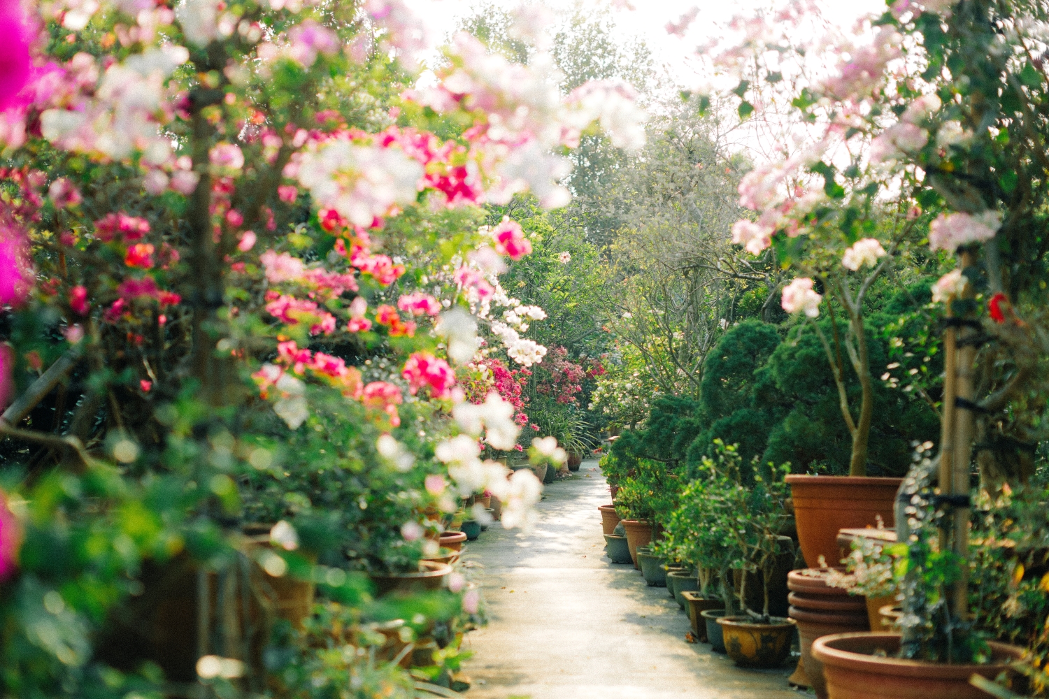 田尾公路花園