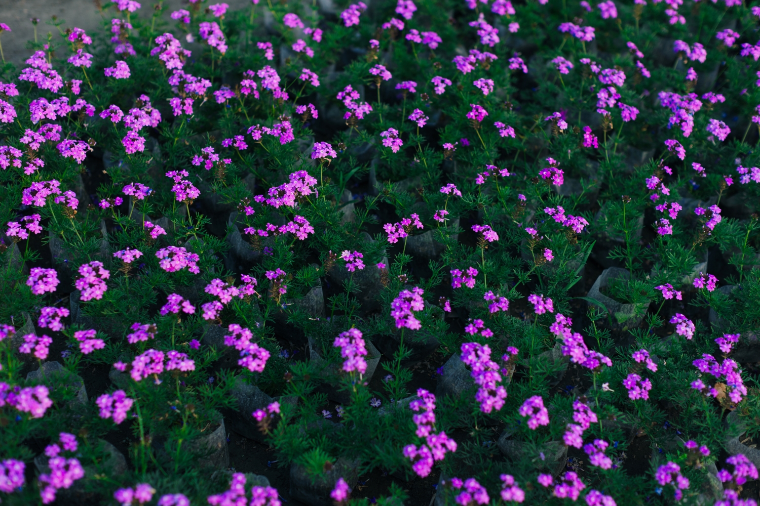 田尾公路花園